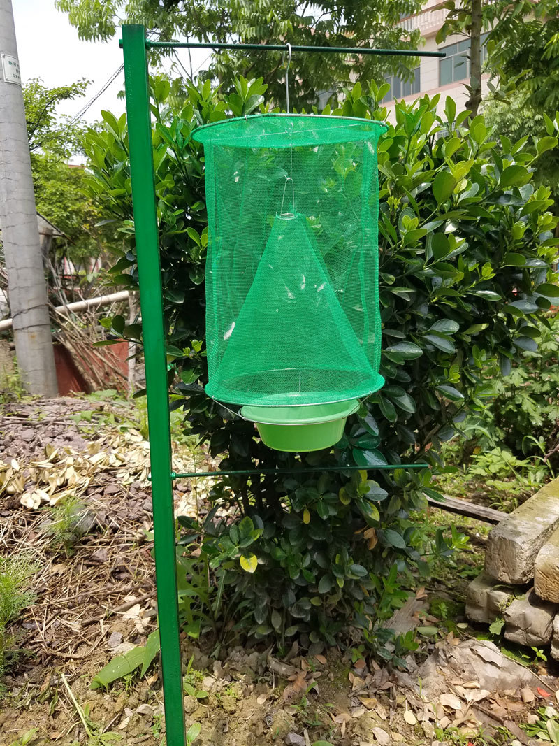 RedTop trap filled with captured flies